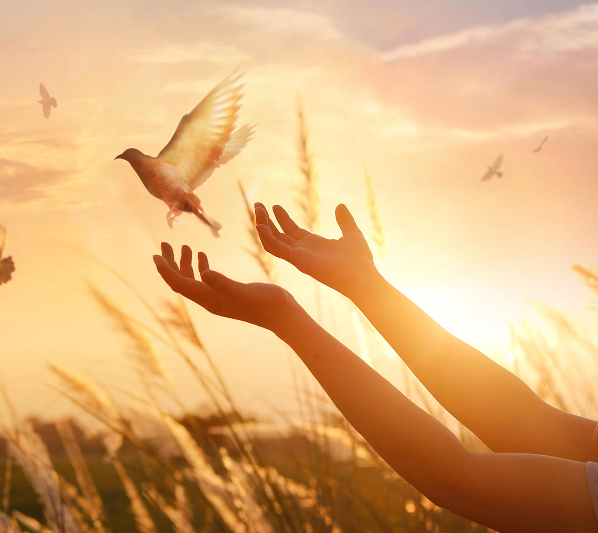 home4-image5-copyright